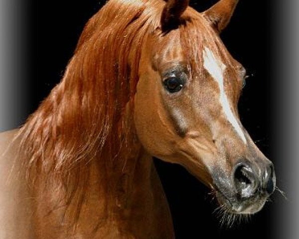 stallion Mirok Monpelou (Arabian thoroughbred, 1990, from Vatican 1983 ox)