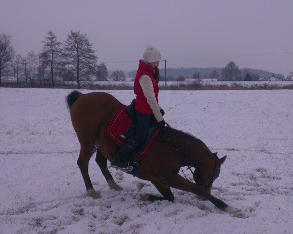 horse KA Morik ox (Arabian thoroughbred, 2009, from Miropol ox)