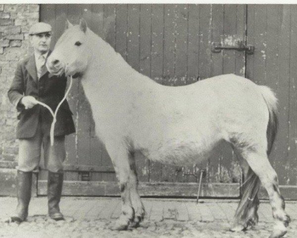 Zuchtstute Coed Coch Seirian (Welsh Mountain Pony (Sek.A), 1937, von Bowdler Baron II)