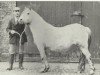 broodmare Coed Coch Seirian (Welsh mountain pony (SEK.A), 1937, from Bowdler Baron II)