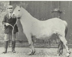 broodmare Coed Coch Seirian (Welsh mountain pony (SEK.A), 1937, from Bowdler Baron II)