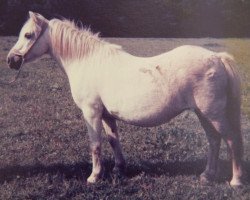 broodmare Coed Coch Siwan (Welsh mountain pony (SEK.A), 1953, from Coed Coch Madog)