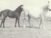 Zuchtstute Coed Coch Sensigl (Welsh Mountain Pony (Sek.A), 1943, von Tan-Y-Bwlch Berwyn)