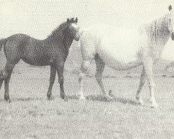 broodmare Coed Coch Sensigl (Welsh mountain pony (SEK.A), 1943, from Tan-Y-Bwlch Berwyn)