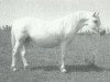 broodmare Coed Coch Beneth (Welsh mountain pony (SEK.A), 1978, from Coed Coch Barrog)