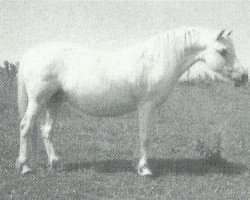 Zuchtstute Coed Coch Beneth (Welsh Mountain Pony (Sek.A), 1978, von Coed Coch Barrog)