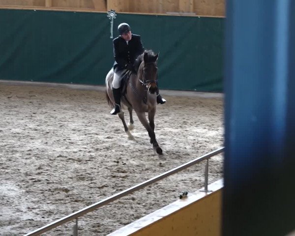 Reitturnier Dielsdorf, Horsepark 2020