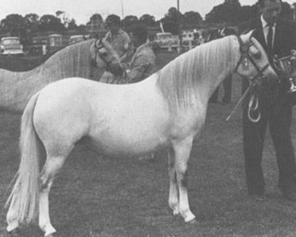 Zuchtstute Coed Coch Pelydrog (Welsh Mountain Pony (Sek.A), 1955, von Coed Coch Madog)