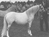Zuchtstute Coed Coch Pelydrog (Welsh Mountain Pony (Sek.A), 1955, von Coed Coch Madog)