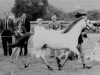 Zuchtstute Coed Coch Dunos (Welsh Mountain Pony (Sek.A), 1966, von Coed Coch Salsbri)