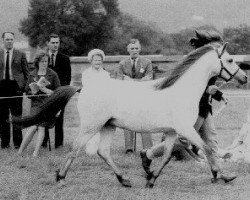 Zuchtstute Coed Coch Dunos (Welsh Mountain Pony (Sek.A), 1966, von Coed Coch Salsbri)