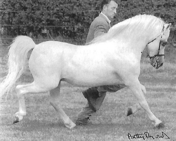 stallion Coed Coch Meical (Welsh mountain pony (SEK.A), 1978, from Coed Coch Bari)