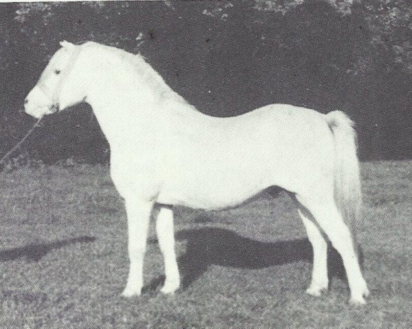 stallion Coed Coch Elfed (Welsh mountain pony (SEK.A), 1970, from Coed Coch Pryd)