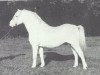 Deckhengst Coed Coch Elfed (Welsh Mountain Pony (Sek.A), 1970, von Coed Coch Pryd)