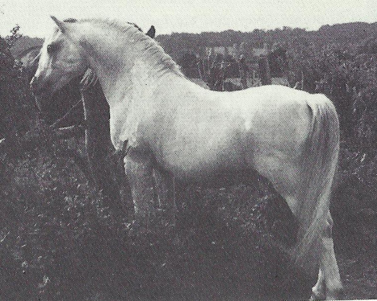Deckhengst Coed Coch Barrog (Welsh Mountain Pony (Sek.A), 1971, von Coed Coch Shon)