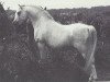 stallion Coed Coch Barrog (Welsh mountain pony (SEK.A), 1971, from Coed Coch Shon)