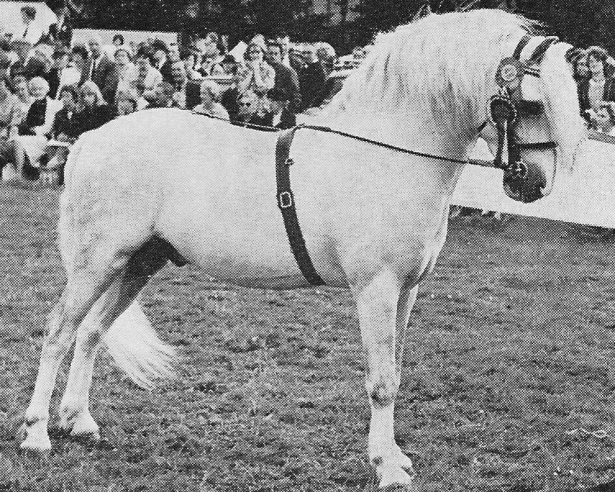 stallion Coed Coch Brenin Arthur (Welsh mountain pony (SEK.A), 1956, from Coed Coch Madog)