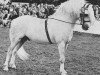 stallion Coed Coch Brenin Arthur (Welsh mountain pony (SEK.A), 1956, from Coed Coch Madog)