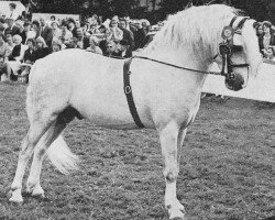 Deckhengst Coed Coch Brenin Arthur (Welsh Mountain Pony (Sek.A), 1956, von Coed Coch Madog)