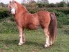 stallion Coed Coch Super Star (Welsh mountain pony (SEK.A), 1976, from Coed Coch Bari)