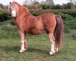 Deckhengst Coed Coch Super Star (Welsh Mountain Pony (Sek.A), 1976, von Coed Coch Bari)