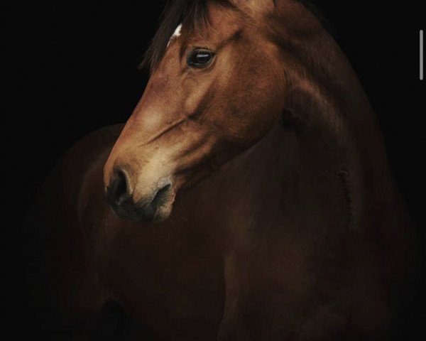 Zuchtstute Lady Quin (Deutsches Sportpferd, 2009, von Lancelot Quainton)