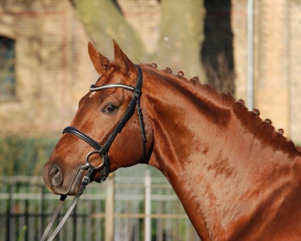 stallion Barbaresco (Westphalian, 2012, from Banderas)