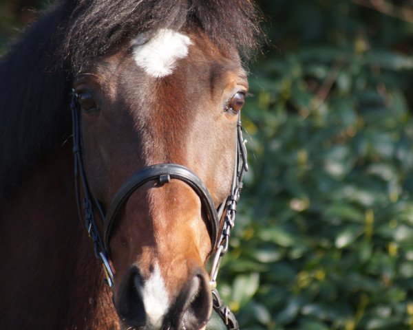 Pferd Cissuri Te Pai (Holsteiner, 2001, von Castellini)