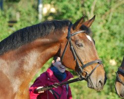 dressage horse Ravella (Hannoveraner, 1992, from Rubinstein I)