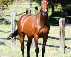 horse Red Pepper W. (Rhinelander, 1992, from Radjah Z)