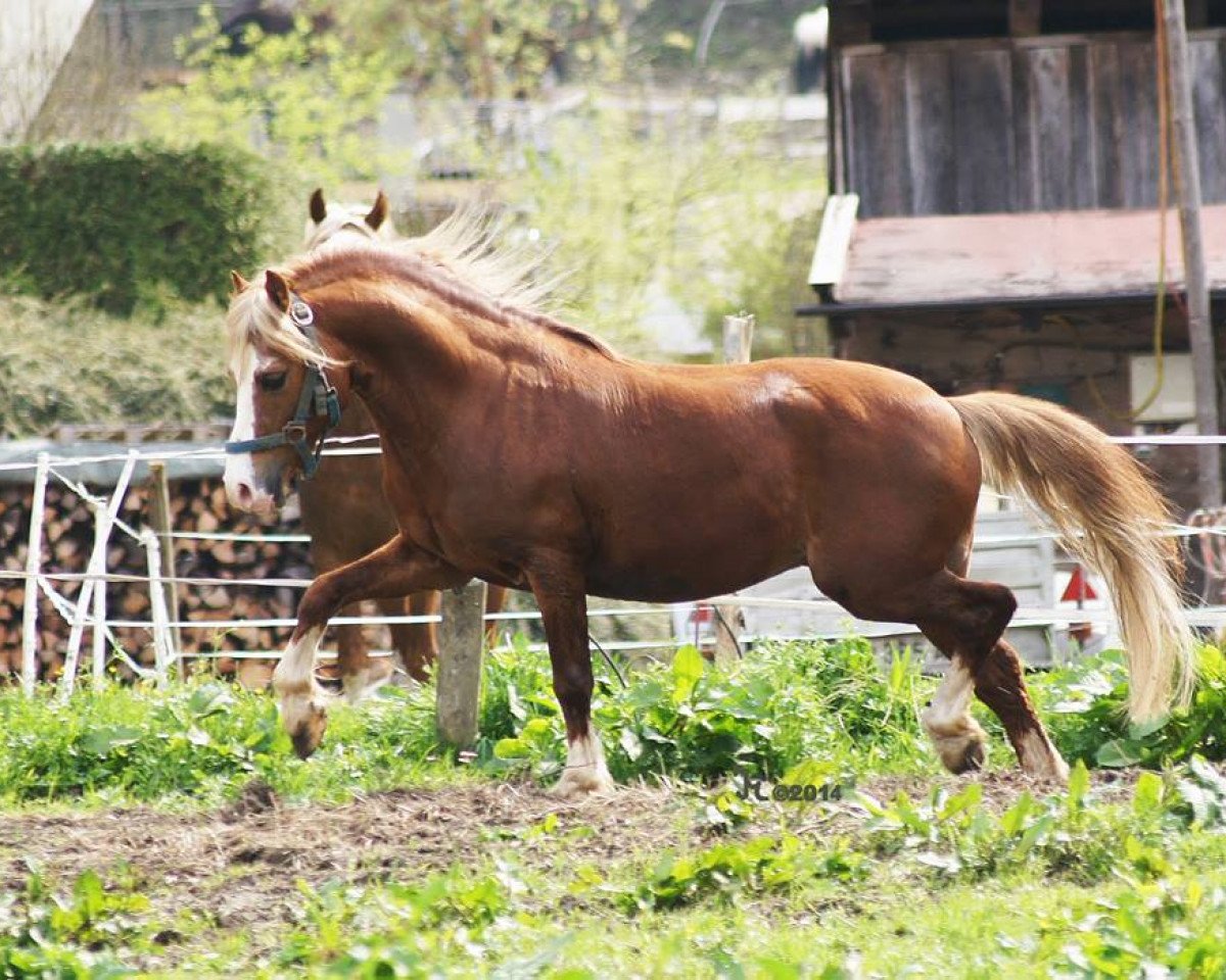 stallion IJsselblik Ringo (Welsh mountain pony (SEK.A), 2001, from Lacy Rupert)