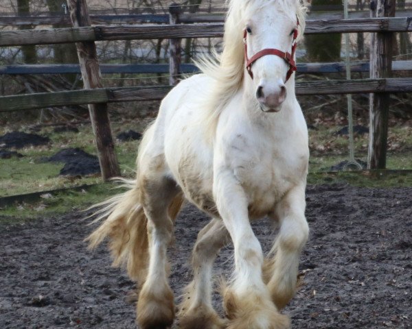 horse Kyamo (Tinker / Irish Cob / Gypsy Vanner, 2014)