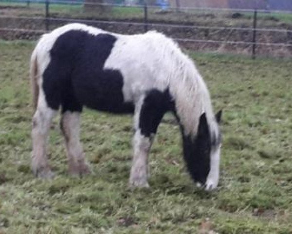 stallion dixie (Tinker / Irish Cob / Gypsy Vanner, 2015)