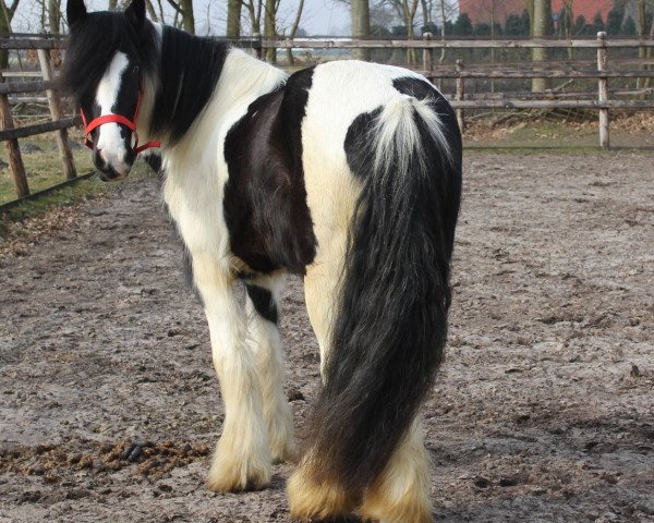 broodmare Rosie (Tinker / Irish Cob / Gypsy Vanner, 2011)