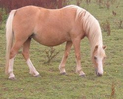 Zuchtstute IJsselblik Rosan (Welsh Mountain Pony (Sek.A), 2002, von Cwmffrwyd Lead Soldier)