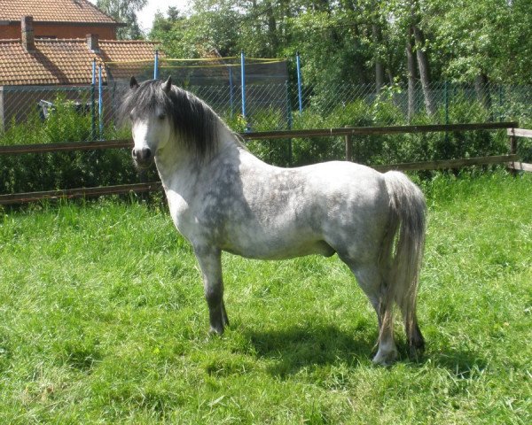 stallion Pauwhofs James (Welsh mountain pony (SEK.A), 2003, from Waterland's Starlight)