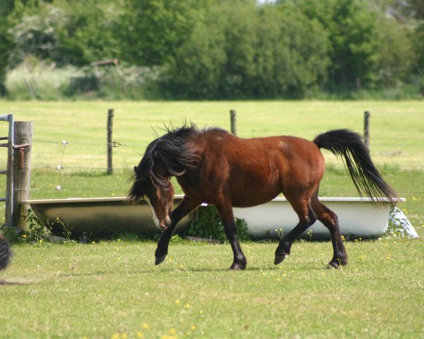 horse IJsselblik Romana (Welsh mountain pony (SEK.A), 2013, from Pauwhofs James)