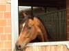 dressage horse Samurai M (Oldenburg, 2006, from Sandro Hit)