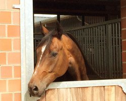 dressage horse Samurai M (Oldenburg, 2006, from Sandro Hit)