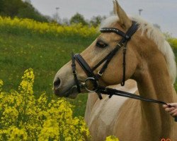 dressage horse Can Fly 10 (German Riding Pony, 2006, from Confetti)