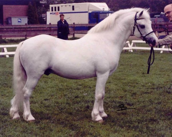 stallion Cwmffrwyd Lead Soldier (Welsh mountain pony (SEK.A), 1982, from Gregonne Mischief)