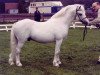 stallion Cwmffrwyd Lead Soldier (Welsh mountain pony (SEK.A), 1982, from Gregonne Mischief)