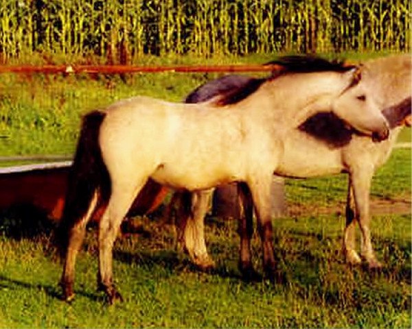broodmare IJsselblik Seirian (Welsh mountain pony (SEK.A), 2000, from Maescwm Shon)