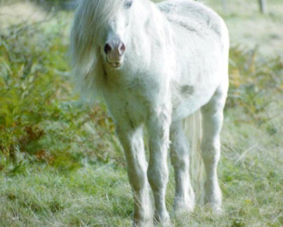 stallion Coed Coch Telor (Welsh mountain pony (SEK.A), 1977, from Coed Coch Salsbri)