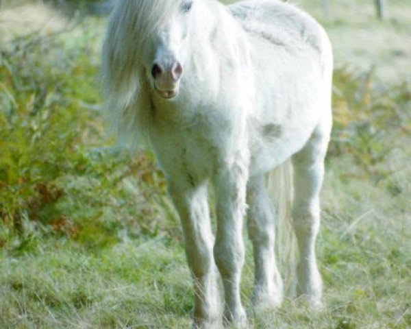 stallion Coed Coch Telor (Welsh mountain pony (SEK.A), 1977, from Coed Coch Salsbri)
