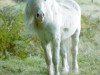 Deckhengst Coed Coch Telor (Welsh Mountain Pony (Sek.A), 1977, von Coed Coch Salsbri)