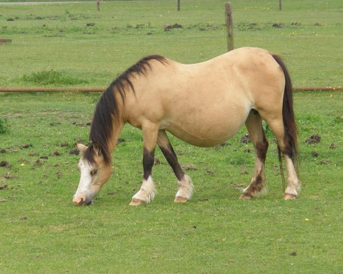 broodmare Suda Sidan (Welsh mountain pony (SEK.A), 1991, from Coed Coch Telynor)