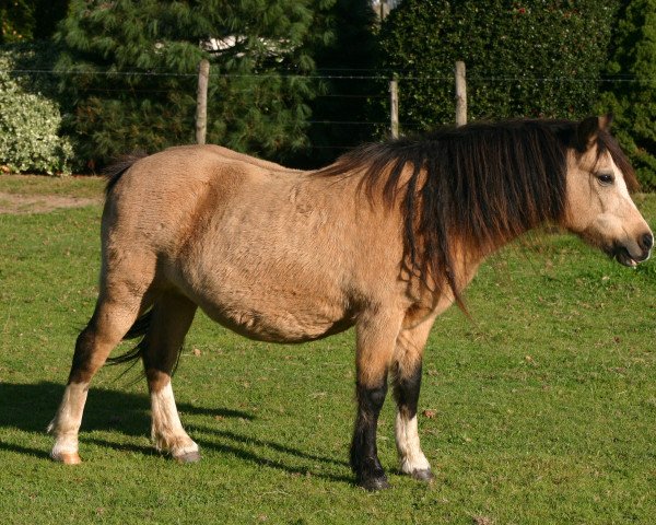 broodmare Suda Siwan (Welsh mountain pony (SEK.A), 1992, from Coed Coch Telynor)