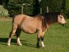 Zuchtstute Suda Siwan (Welsh Mountain Pony (Sek.A), 1992, von Coed Coch Telynor)