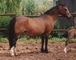 Zuchtstute Gredington Dee (Welsh Mountain Pony (Sek.A), 1982, von Coed Coch Bleddyn)